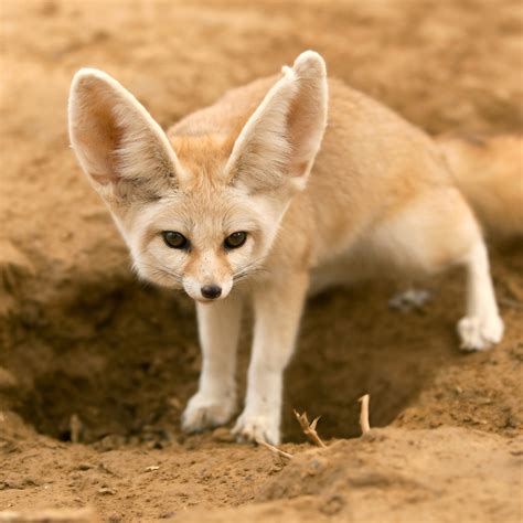 xfoxvideos|fox videos .